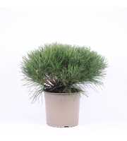 Pinus mugo pumilio