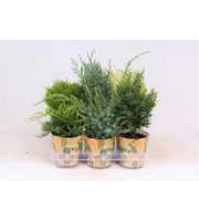 Conifers P-13 in smartcup AUTUMN