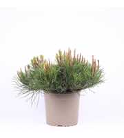 Pinus mugo 'Mughus'