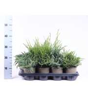 Juniperus gemengde bak