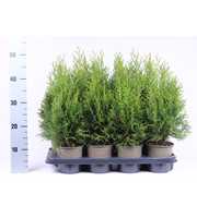 Thuja occidentalis 'Smaragd'