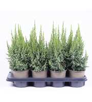 Juniperus pingii 'Loderi'