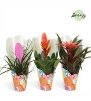 Bromelia Cupcake Gift