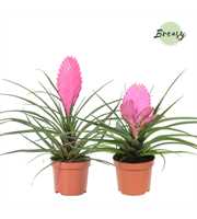 Tillandsia Pink