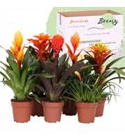 Bromelia Orange Family