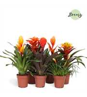 Bromelia Orange Family