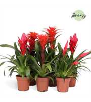 Bromelia Red Family