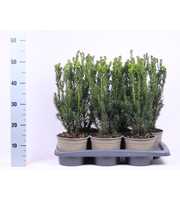 Taxus media 'Hillii'