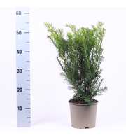 Taxus media 'Densiformis'