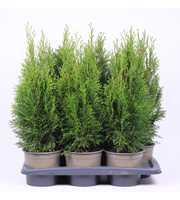 Thuja occidentalis 'Smaragd'