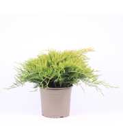 Juniperus x pfitzeriana 'Old Gold'