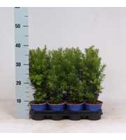 Taxus media 'Hicksii'