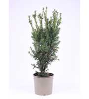 Taxus media 'Hicksii'