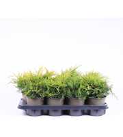Juniperus x pfitzeriana 'Gold Coast'