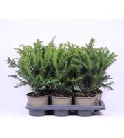 Taxus baccata 'Repandens'