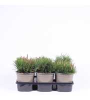 Pinus mugo mughus
