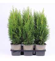 Thuja occidentalis 'Smaragd'