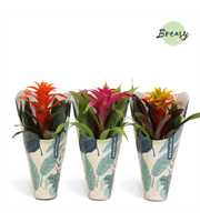 Guzmania Cupcake Jungle Kraft