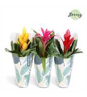 Bromelia Cupcake Jungle Kraft