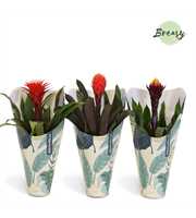 Guzmania Rockyflower Jungle Kraft