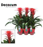 Guzmania Calypso luxe (Decorum)