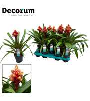 Guzmania Brush (Decorum)