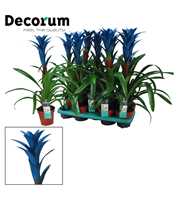 Guzmania Ocean Blue (Decorum)