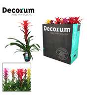 Guzmania Maxima mix XXL (Decorum)