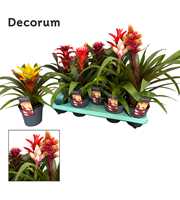 Guzmania Special Mix (Decorum)