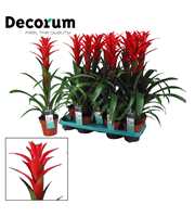 Guzmania Ostara (Decorum)