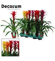 Guzmania Maxima Mix (Decorum)