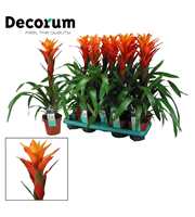 Guzmania Variada (Decorum)