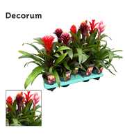 Guzmania Bolmix Exclusive (Decorum)