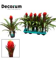 Guzmania Punta (Decorum)