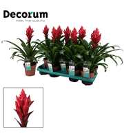 Guzmania Patricia (Decorum)