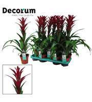 Guzmania Switch (Decorum)