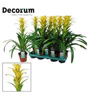 Guzmania Hilda (Decorum)