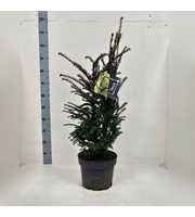 Taxus baccata