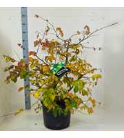 Parrotia persica