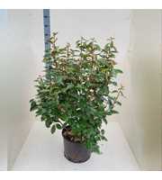 Elaeagnus ebbingei