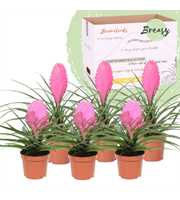 Tillandsia Pink