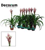 Guzmania Candy (Decorum)