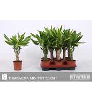 Dracaena 2 color mix, 11 cm pot