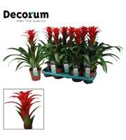 Guzmania Calypso (Decorum)