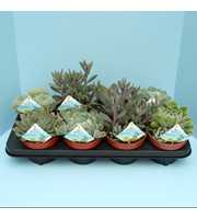 Bio Succulenten Diverse 13cm