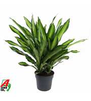 Dracaena Burley 3PP P34