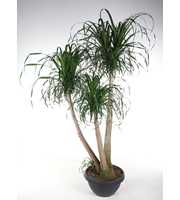 Beaucarnea vertakt P55 - 5ft