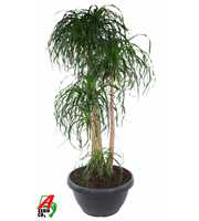 Beaucarnea vertakt P60 - 5ft