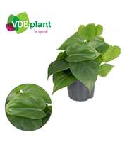 Philodendron Scandens 12cm