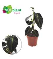 Philodendron Melanochrysum met Kratiste stok